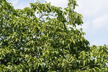 Ceviz ağacının meyveleri Juglans regia