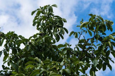 Ceviz ağacının meyveleri Juglans regia
