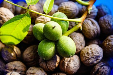 Ceviz ağacının meyveleri Juglans regia