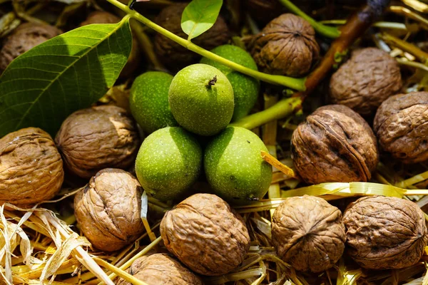 Fruits of a walnut tree juglans regia