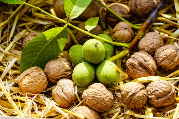 Fruits of a walnut tree juglans regia