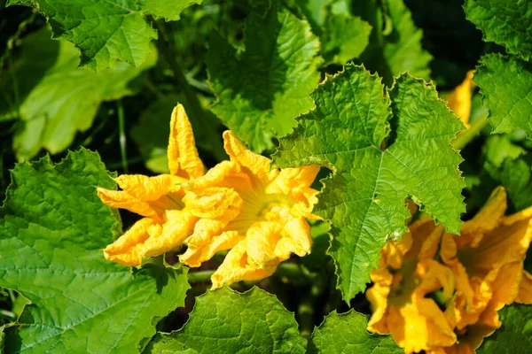 Zucchini Cucurbita Pepo Alten Land Bei Hamburg — Stockfoto