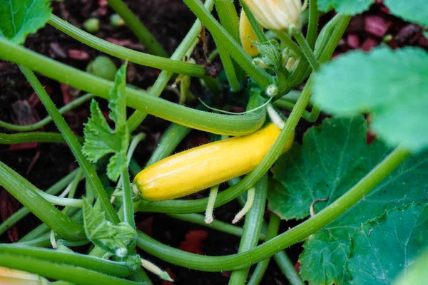 Zucchini Cucurbita Pepo Det Gamla Landet Bredvid Hamburg — Stockfoto