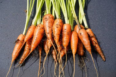 Taze toplanmış Alman kökü sebzeleri