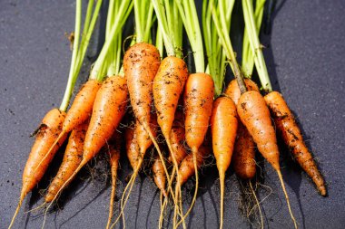 Taze toplanmış Alman kökü sebzeleri