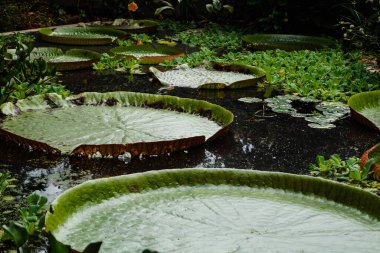 Victoria Amazonica - Dev Su Zambağı 'nın dev yaprakları