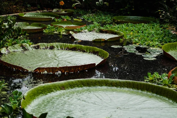 Victoria Amazonica Гигантские Листья Гигантской Водяной Лилии — стоковое фото