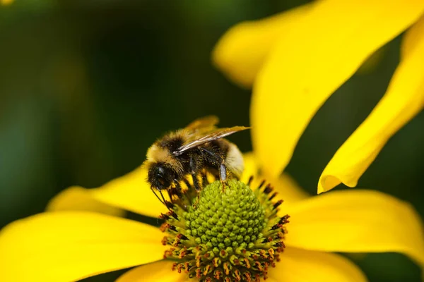Bijen Verzamelen Stuifmeel Van Een Gele Zonnebloem Voor Een Goede — Stockfoto