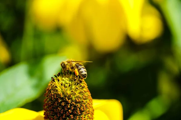 Bijen Verzamelen Stuifmeel Van Een Gele Zonnebloem Voor Een Goede — Stockfoto