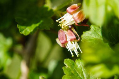 Bektaşi üzümlü eşekarısı larvaları nematus ribesii hasatı yok eder.