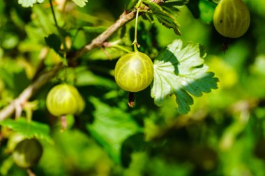 Bektaşi üzümlü eşekarısı larvaları nematus ribesii hasatı yok eder.