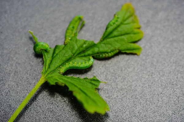 Larvae Gooseberry Wasp Nematus Ribesii Destroy Harvest — Stock Photo, Image