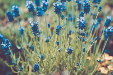 Lavendula Augustifolia Hamburg 'un yanındaki eski topraklarda