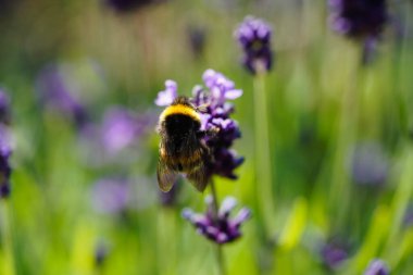 Lavendula Augustifolia Hamburg 'un yanındaki eski topraklarda