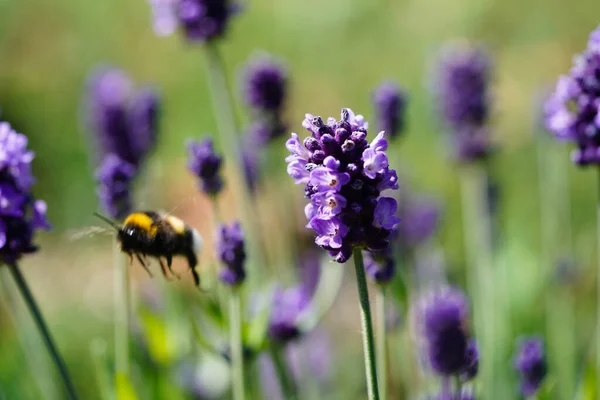 Lavanda Lavendula Augustifolia Antiga Terra Lado Hamburgo — Fotografia de Stock