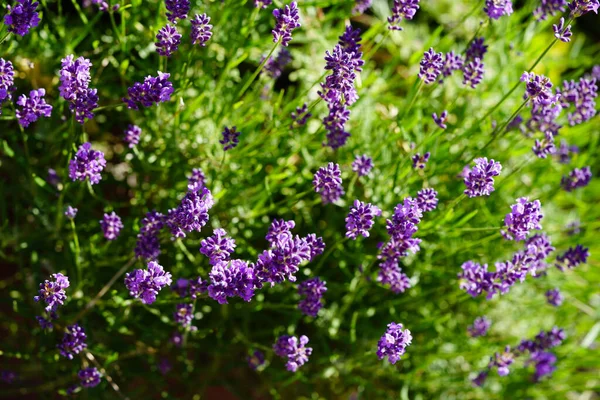 Lavendel Lavendula Augustifolia Alten Land Bei Hamburg — Stockfoto
