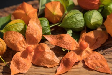 Portakal meyveli Physalis Peruviana.