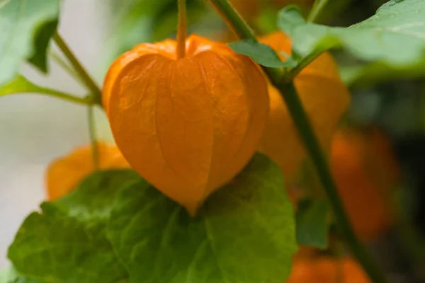 Die Orangefarbene Frucht Physalis Peruviana — Stockfoto