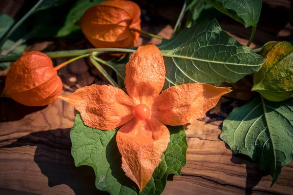 Die Orangefarbene Frucht Physalis Peruviana — Stockfoto