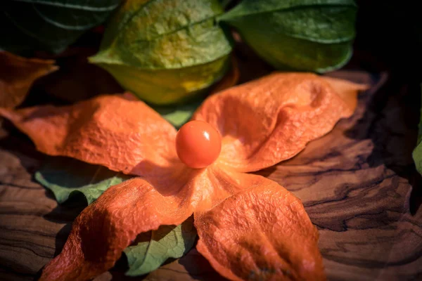 Portakal Meyveli Physalis Peruviana — Stok fotoğraf