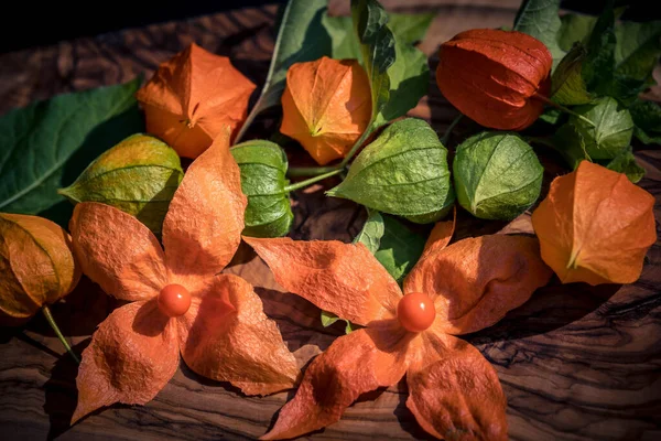 Die Orangefarbene Frucht Physalis Peruviana — Stockfoto