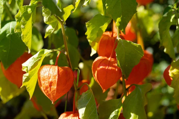 Fruta Naranja Physalis Peruviana — Foto de Stock