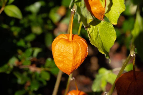 Die Orangefarbene Frucht Physalis Peruviana — Stockfoto