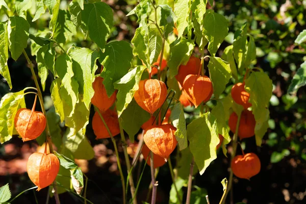 Fruta Naranja Physalis Peruviana — Foto de Stock