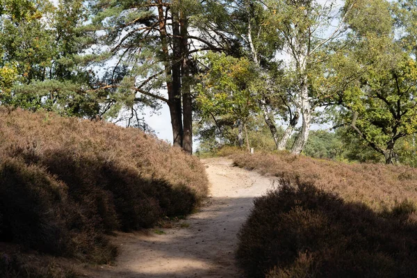 Mountainbike trails in the Nature Reserve Fishbek heather