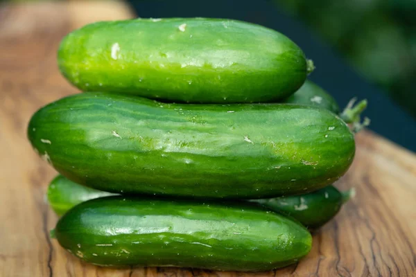 Freshly Harvested Cucumbers Our Own Garden — Stock Photo, Image