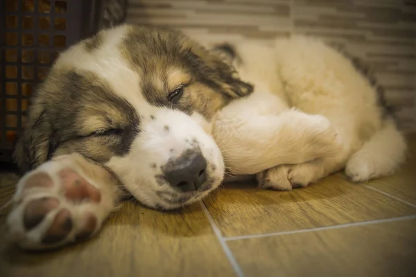 Маленький Собака Під Час Сну Блаженно — стокове фото