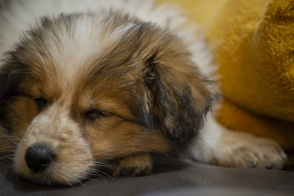 Pieni Koira Nukkuessaan Autuaasti — kuvapankkivalokuva