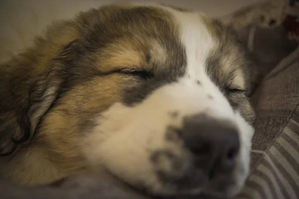 Küçük Köpek Mutlu Bir Şekilde Uyurken — Stok fotoğraf