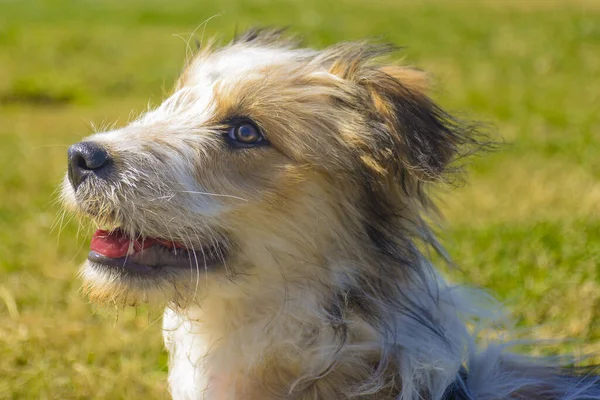 Sweet young dog plays at the park