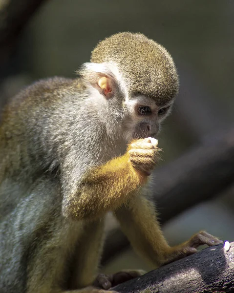 Mono Cerca Zoológico — Foto de Stock