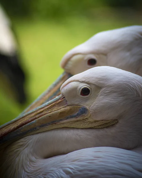 Pelicano Comum Nada Zoológico — Fotografia de Stock