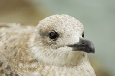 Küçük martı Venedik 'e gidiyor.