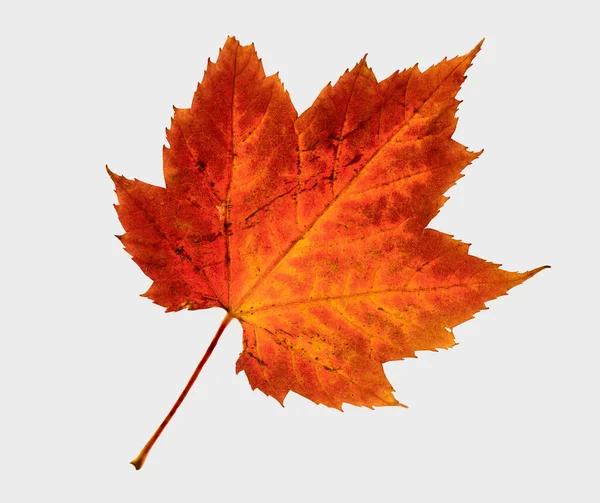 Μακροεντολή Λεπτομερής Εικόνα Ένα Ενιαίο Κόκκινο Φύλλο Σφενδάμου Σημάδια Της — Φωτογραφία Αρχείου