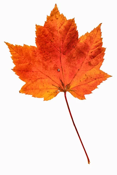 Single Orange Colored Maple Leaf White Background Leaf Showing Decay — Stock Photo, Image