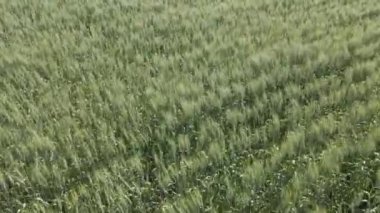 Yeşil buğday tarlasında hareket eden hava güçlü bir rüzgarda esiyor..