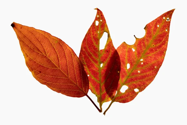 Three Bright Red Backlit Leaves Set Radiating Pattern Transparent Holes — Stock Photo, Image