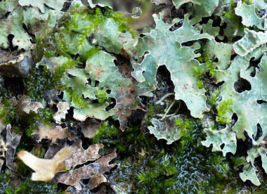 Islak ve yuvarlak bir su damlası içeren yeşil liken ve yosun görüntüsü