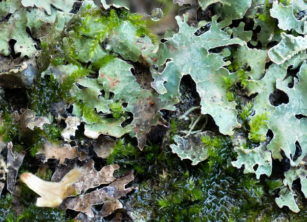 Macro Imagen Liquen Verde Musgo Que Está Húmedo Incluye Una — Foto de Stock