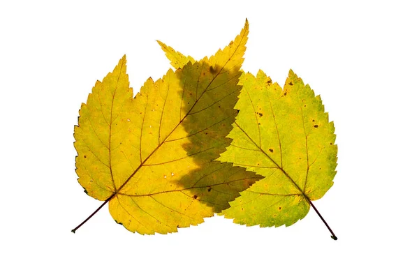 Twee Herfst Geel Gekleurde Verlichte Bladeren Gerangschikt Een Overlappend Patroon — Stockfoto