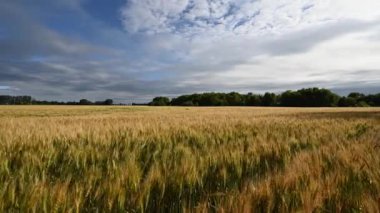 Sonbahar buğdayı rüzgarda sallanıyor mavi gökyüzünün altında beyaz ve gri bulutlarla