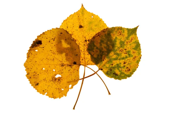 Drie Herfst Gekleurde Overlappende Aspen Bladeren Die Zijn Verlicht Een — Stockfoto