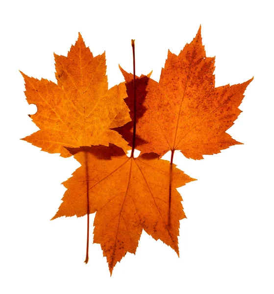 Three Overlapping Red Colored Maple Leaves One Upside White Background — Stock Photo, Image