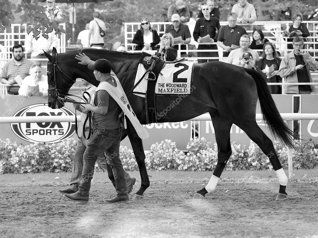 Caballo de carreras campeón Maxfield caminando por el paddock de