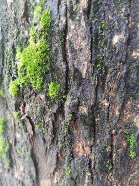 Ağacın derisinde yeşil yosun yetişiyor.