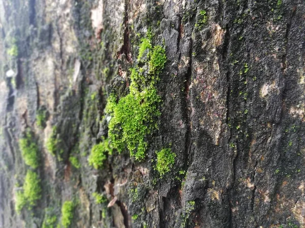 Ağacın Derisinde Yeşil Yosun Yetişiyor — Stok fotoğraf